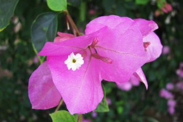 Small size flower