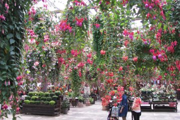 Fucsia zone