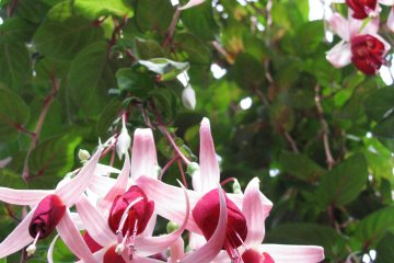 Fucsia is a familiar flower to me