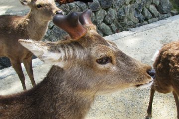 Deer evrywhere!