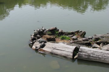 Many turtles in the pond