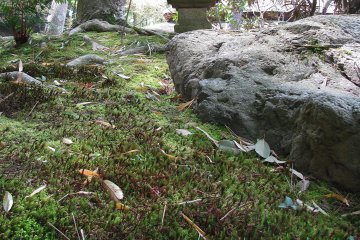 The moss garden of Yoshiken