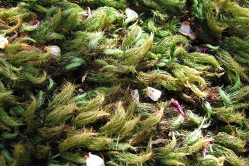 Beautiful moss