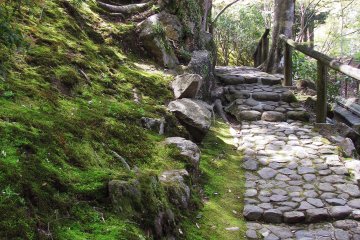 Different kind of moss