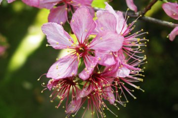 Blossoms of a unknown tree to me