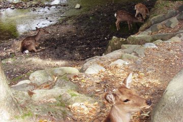 Nara Park