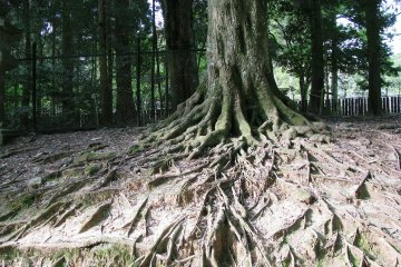 Strong tree's roots
