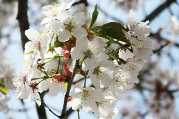 Sakura di area kastil