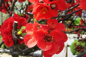 Bunga scarlet