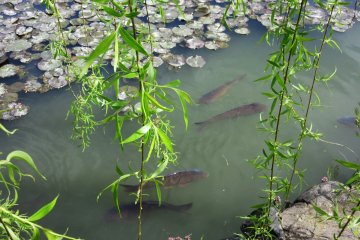 Ikan koi di dalam air sekitar kastil