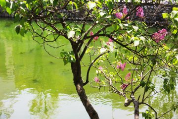 Bunga Lilac di taman