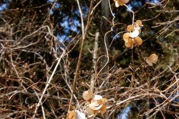 Adornment to the bare winter limbs