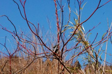 Heart-shaped vines against blue sky