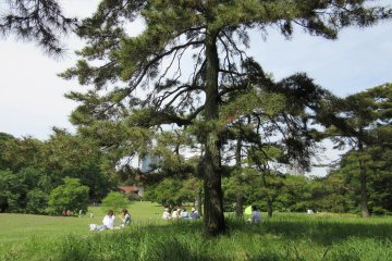 Yoyogi Koen on fine spring day