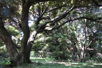 Forest part