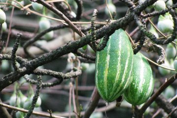 Some "fruits"
