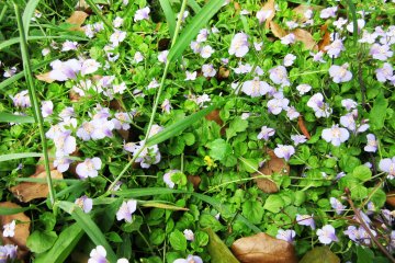 Small wild flowers