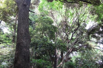 All kinds of trees grow in Yoyogi Koen