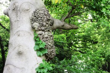 Tree "wart" that looks like a hedgehog