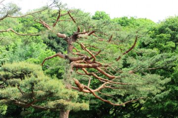 Pine tree