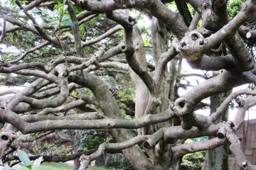 A fantastic looking tree