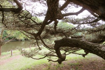 Trees make beautiful views