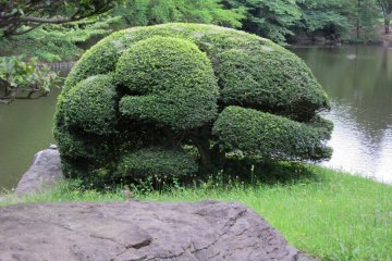 Tree "creature"