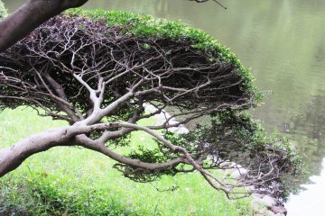 Intricate branches