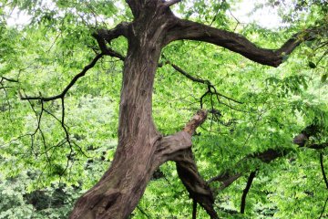 Picturesque trunk