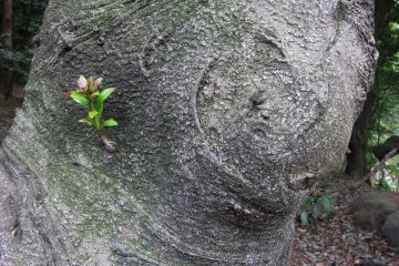 Young sprout
