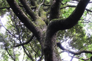 Many trees are really big and old