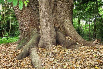 Strong tree trunk