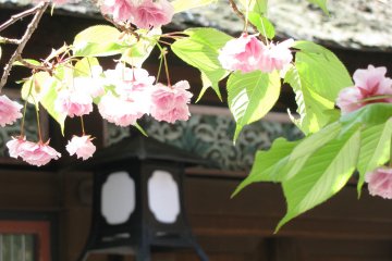 Sakura yang indah