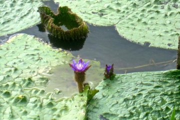 An endangered Onibasu flower. Fukushima-gata is the northernmost place where they grow