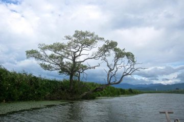 Heading east up the river inlet. Apart from the mountains, the scenery recalls the Everglades to my mind