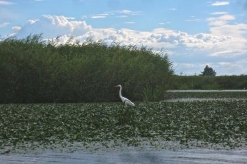 A white heron fishes in the shallows