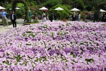 Big flower lawns