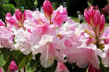 May is azalea month