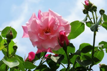 Rose season just started