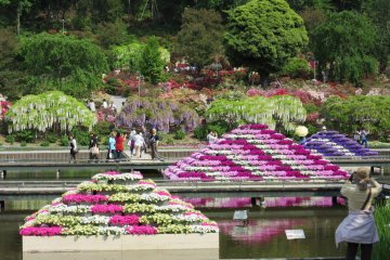 Pyramids of flowers on the pond