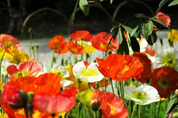 Poppies