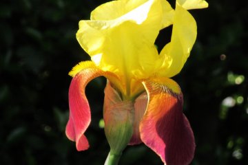 Iris