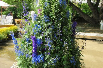 A composition of flowers