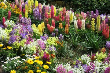 Flowers of all sorts and colors