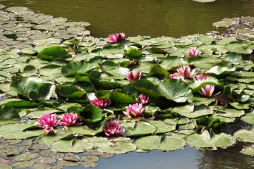 Water lilies in the pond