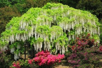 White fuji and azalea