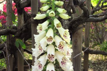 Every flower is displayed in a very beautiful way