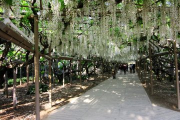 The fuji alley