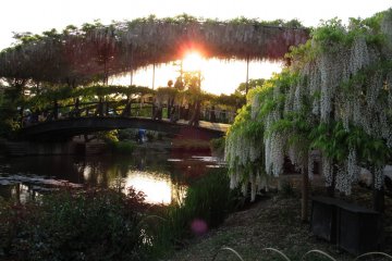 Sunset in the park