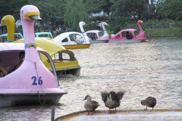 Duck boats and real ducks